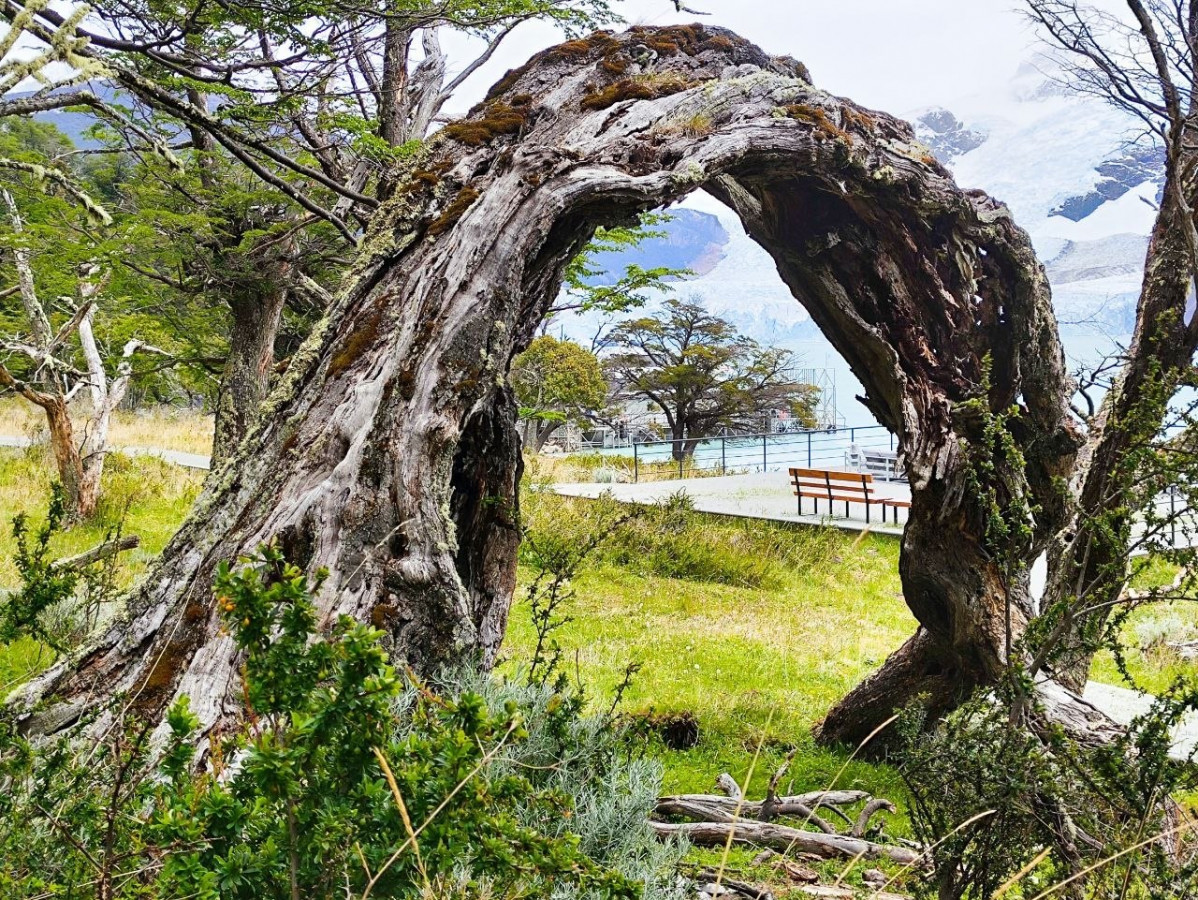 Curiosa contorsiu00f3n del arbol a causa de la climatologu00eda   EM (1)