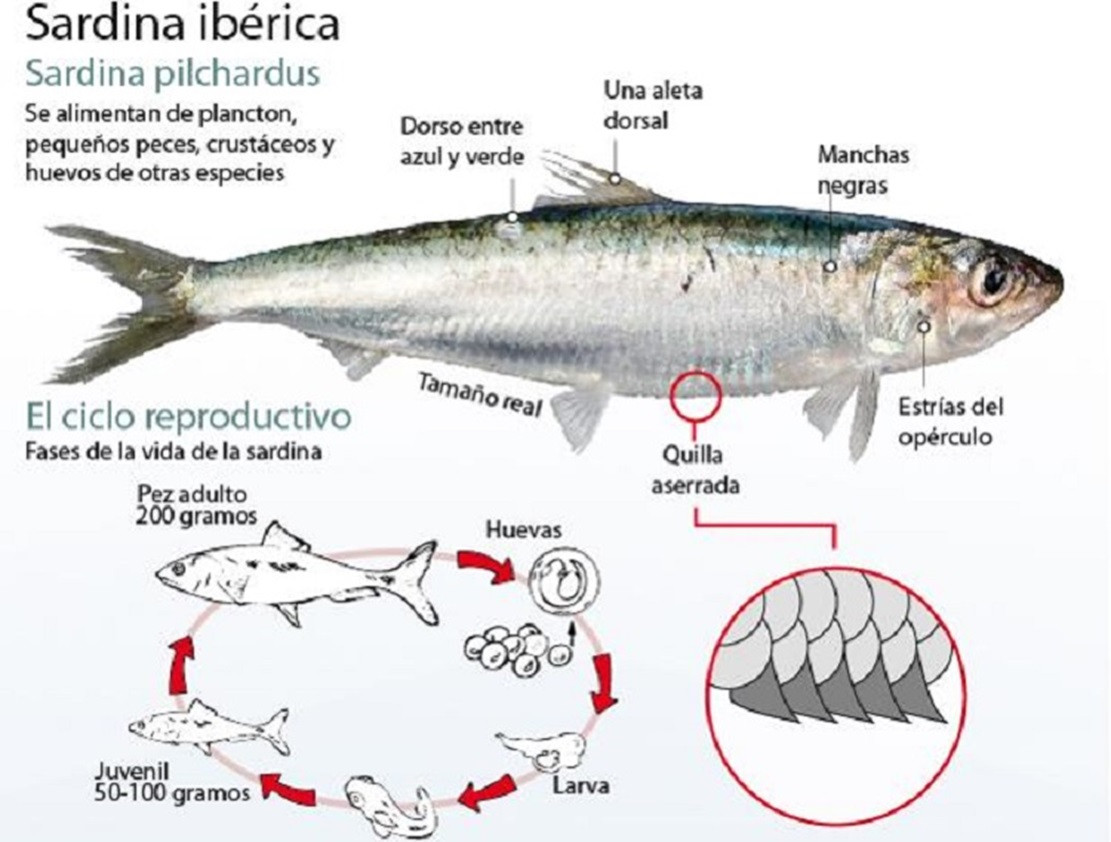 Sardina iberica pesca 
