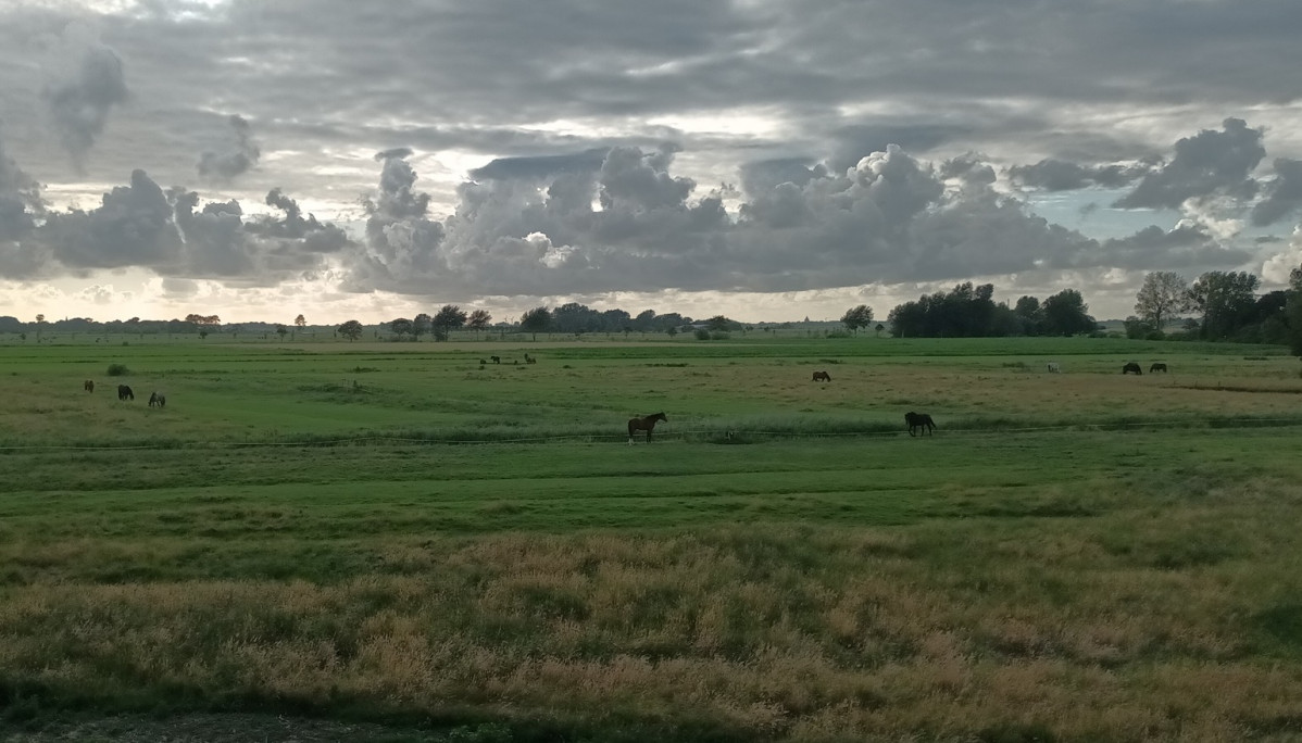 Atardecer nubosos en un campo con caballos en Katingsiel.