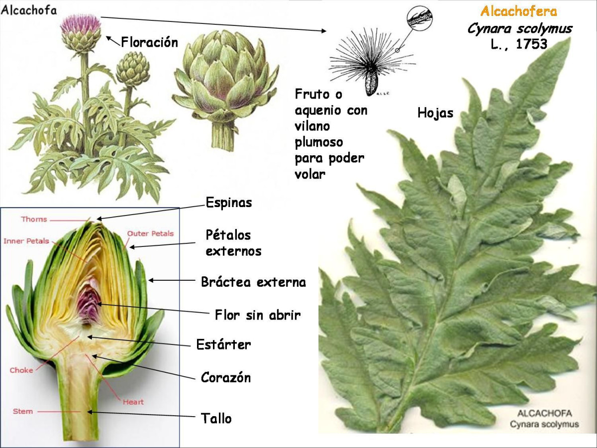 Anatomia de la alcachofa