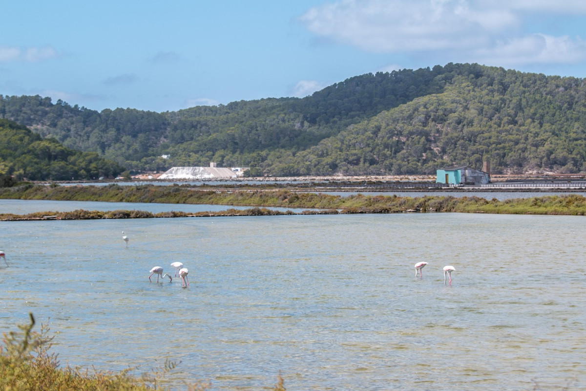 Flamencos en el Parque Natural de ses Salines