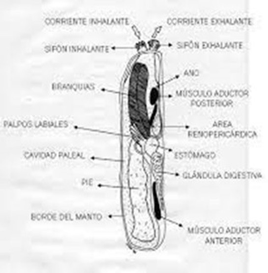 Imagen1