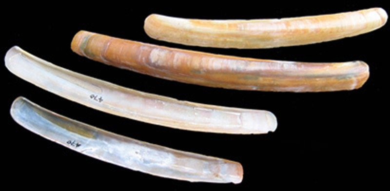 4 Navaja especie Ensis ensis