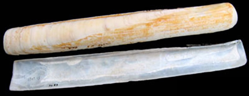5. Longuerion especie Ensis siliqua (1)