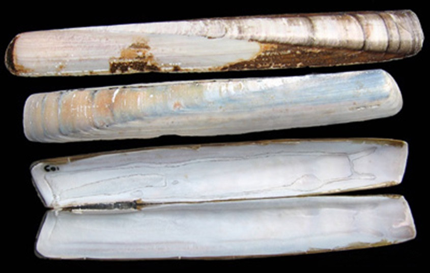 6. Longuerion especie Ensis minor