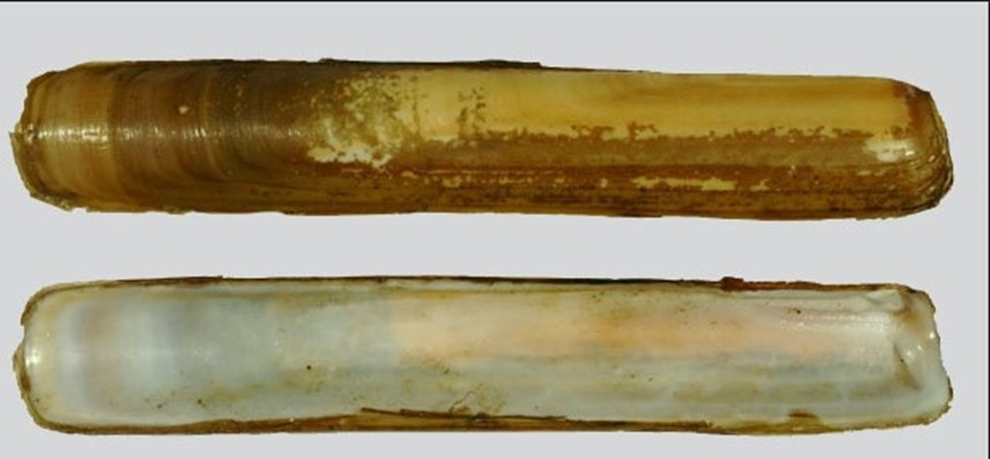 7 Longuerion vello Solen marginatus