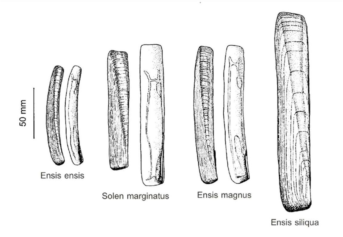 9 Esquema de la forma de las conchas de los bivalvos