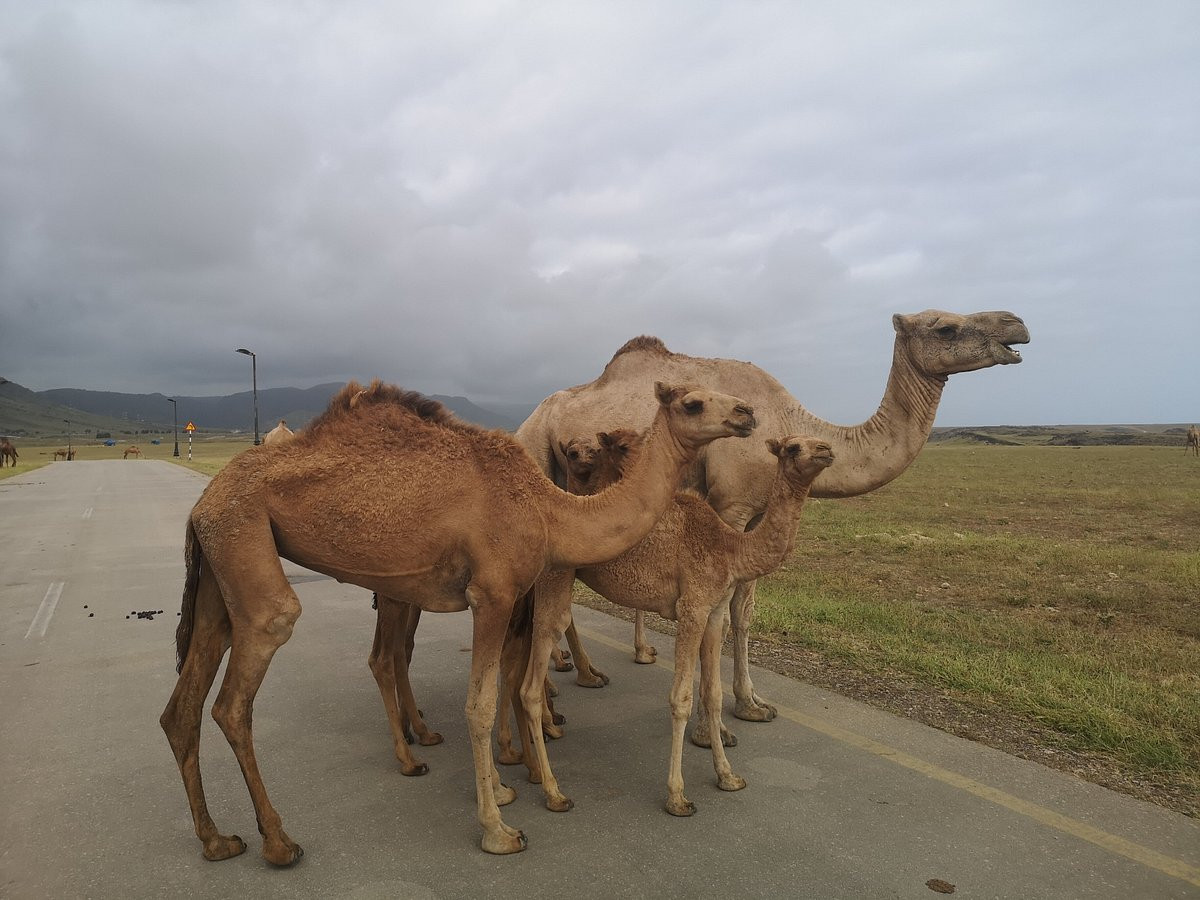 I cammelli di jabal samhan