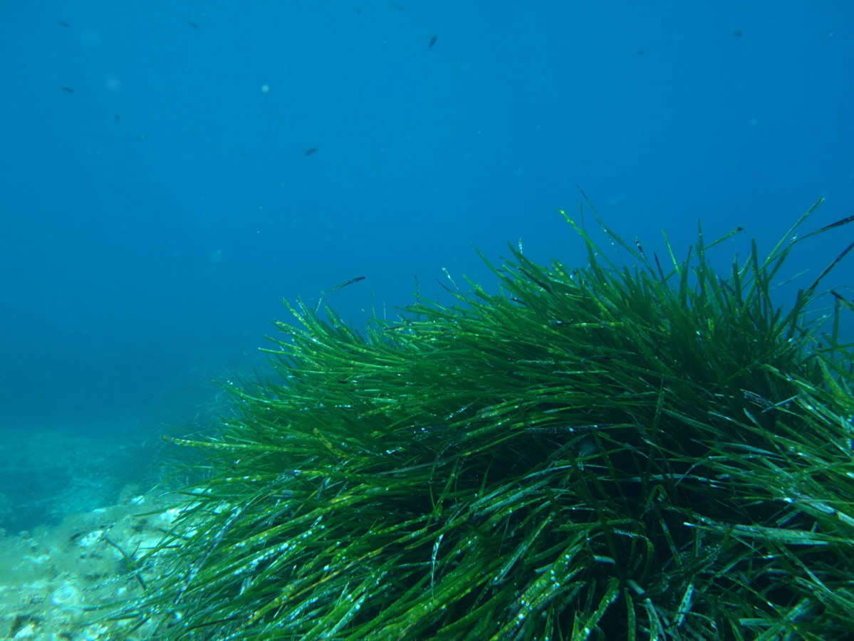 Formentera  Posidonia 1150