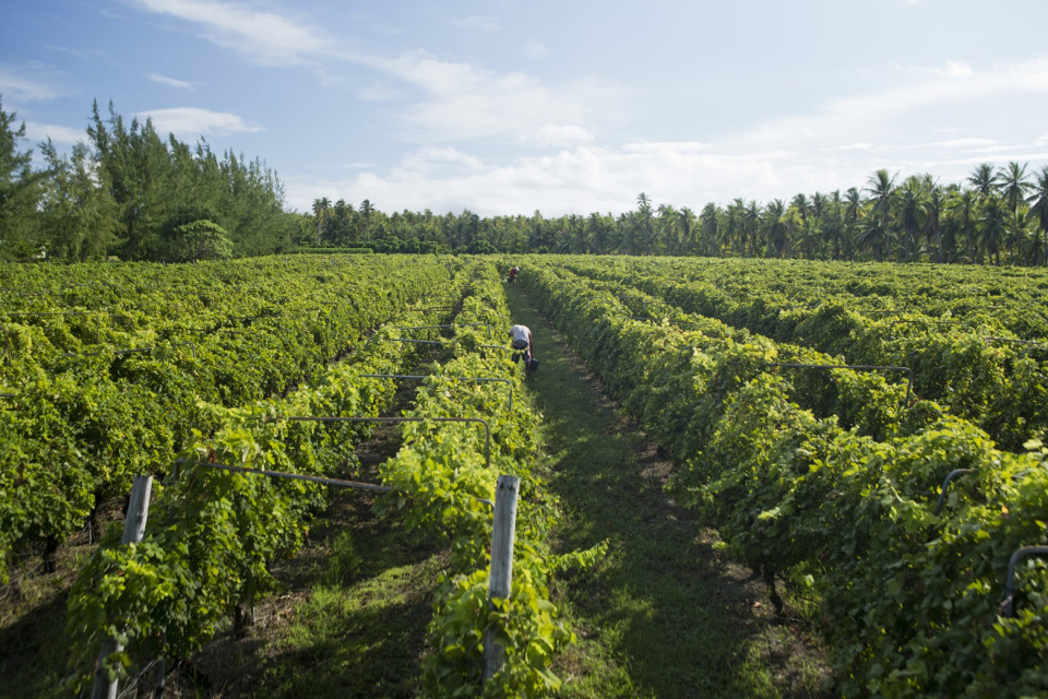 Viñedo Rangiroa © Grégoire Le Bacon