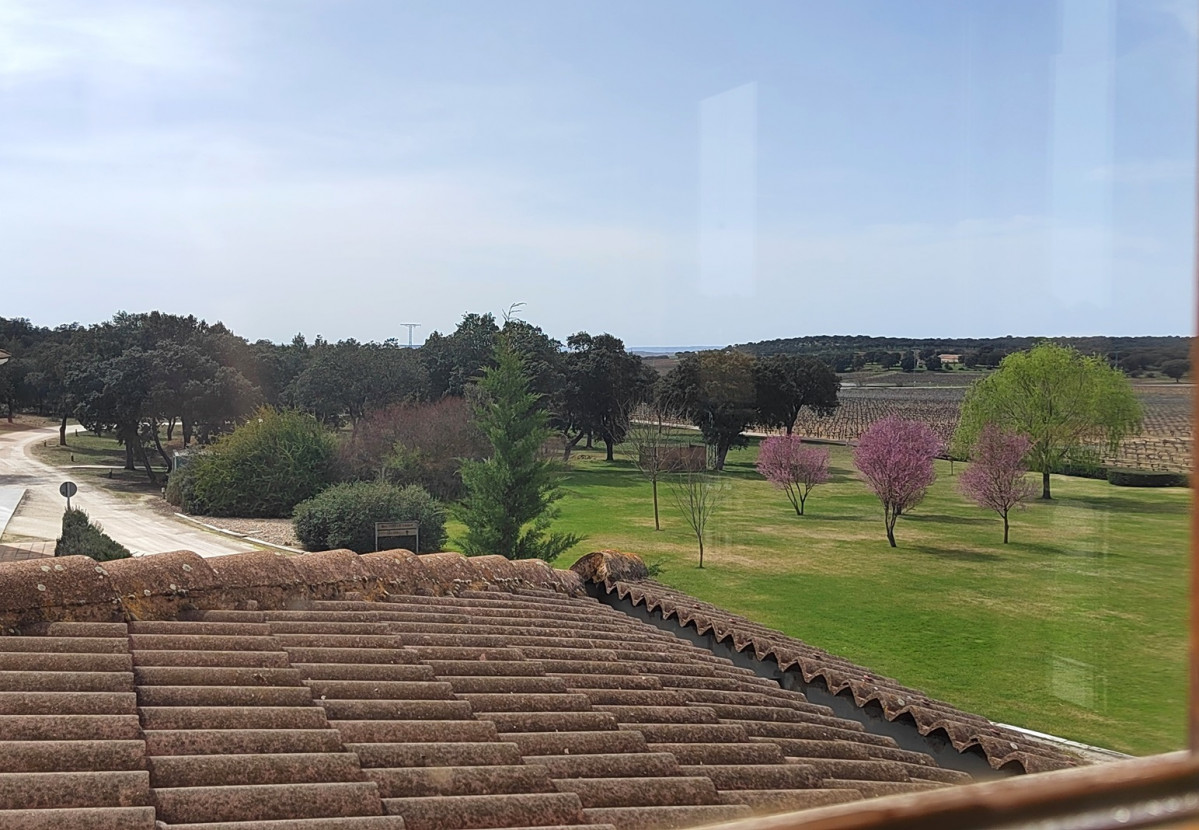 Jardines de la Bodega con el sauce