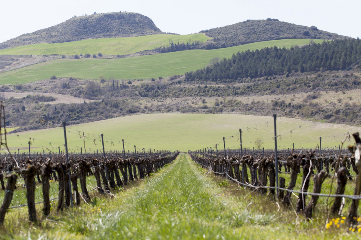 Bodega otazu  enoturismo