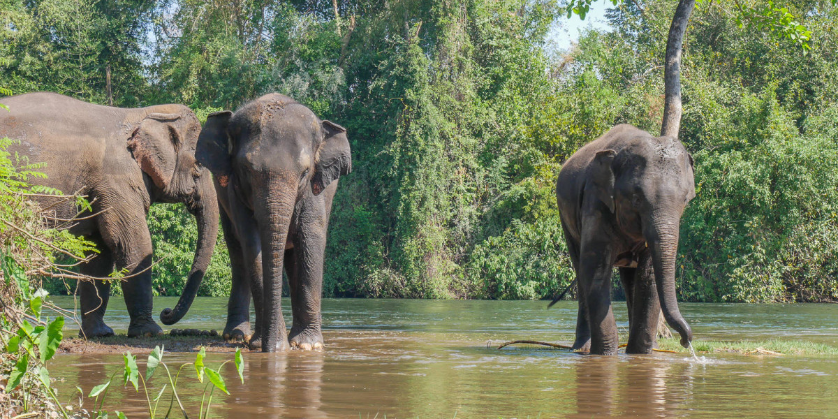 Elephhants World Kanchanaburi 1600