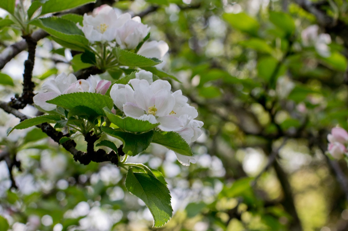 Euskal herriko hanamia hanami vasco sagastiak loretan loreak