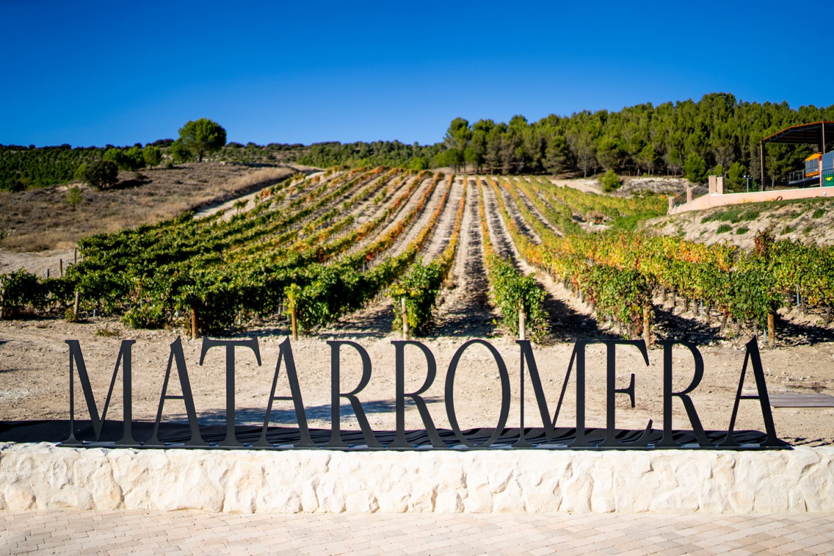 Vinedo Bodega Matarromera AR