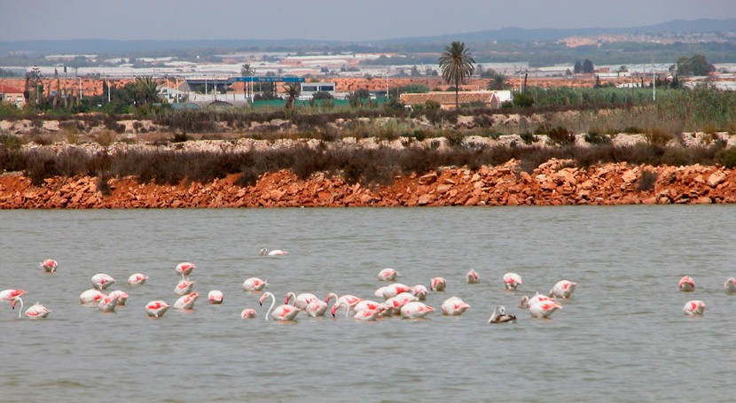 Aves salinas san pedro del pinatar