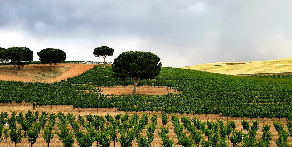 Viu00f1edos y Pinares en la Ruta del Vino de Rueda II