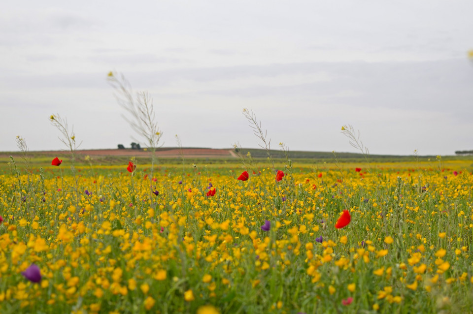 Primavera la mancha el toboso