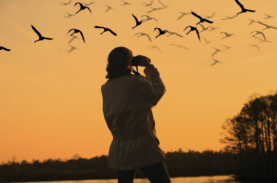Birding con Saber Sabor