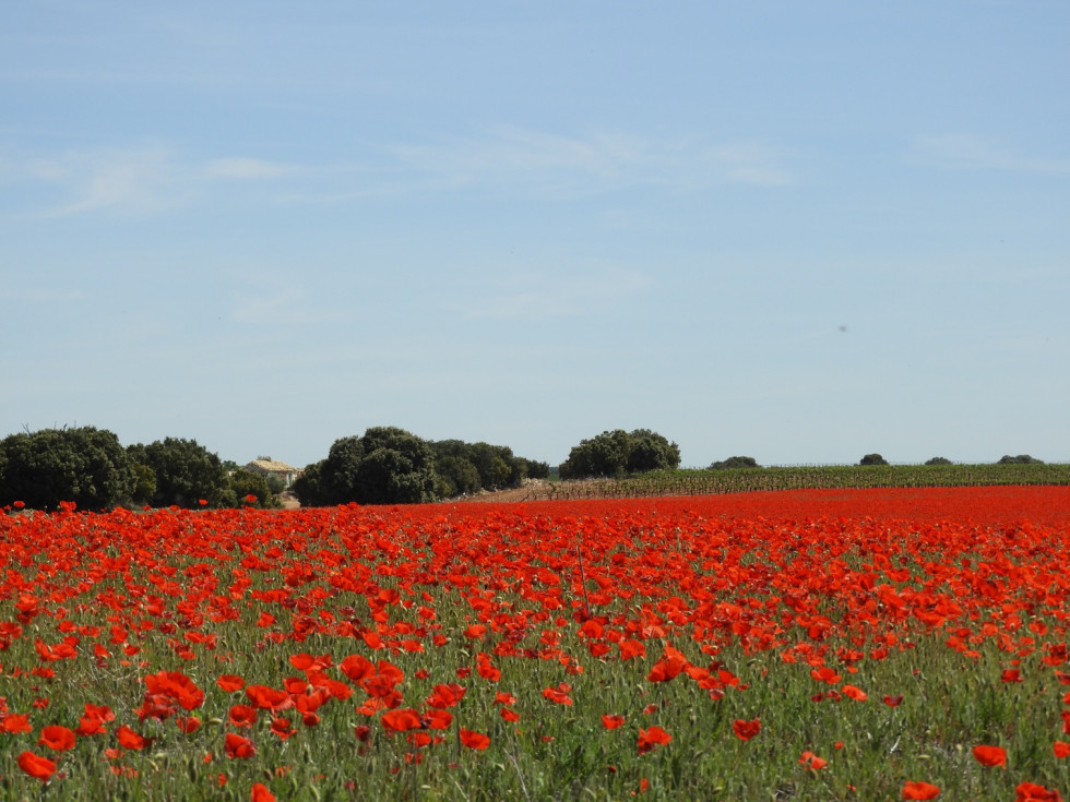 Campo de amapolas en Pedro Muñoz