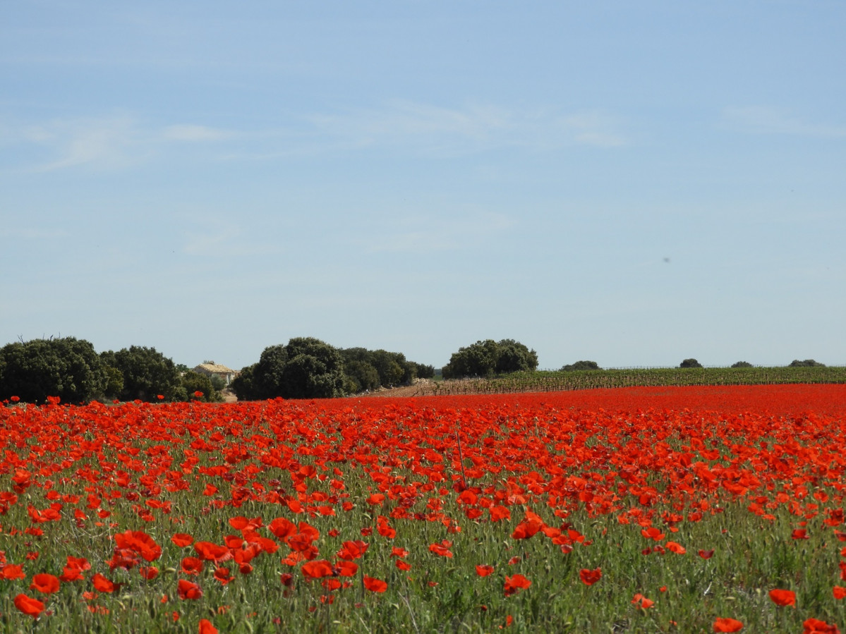 Campo de amapolas en Pedro Muu00f1oz