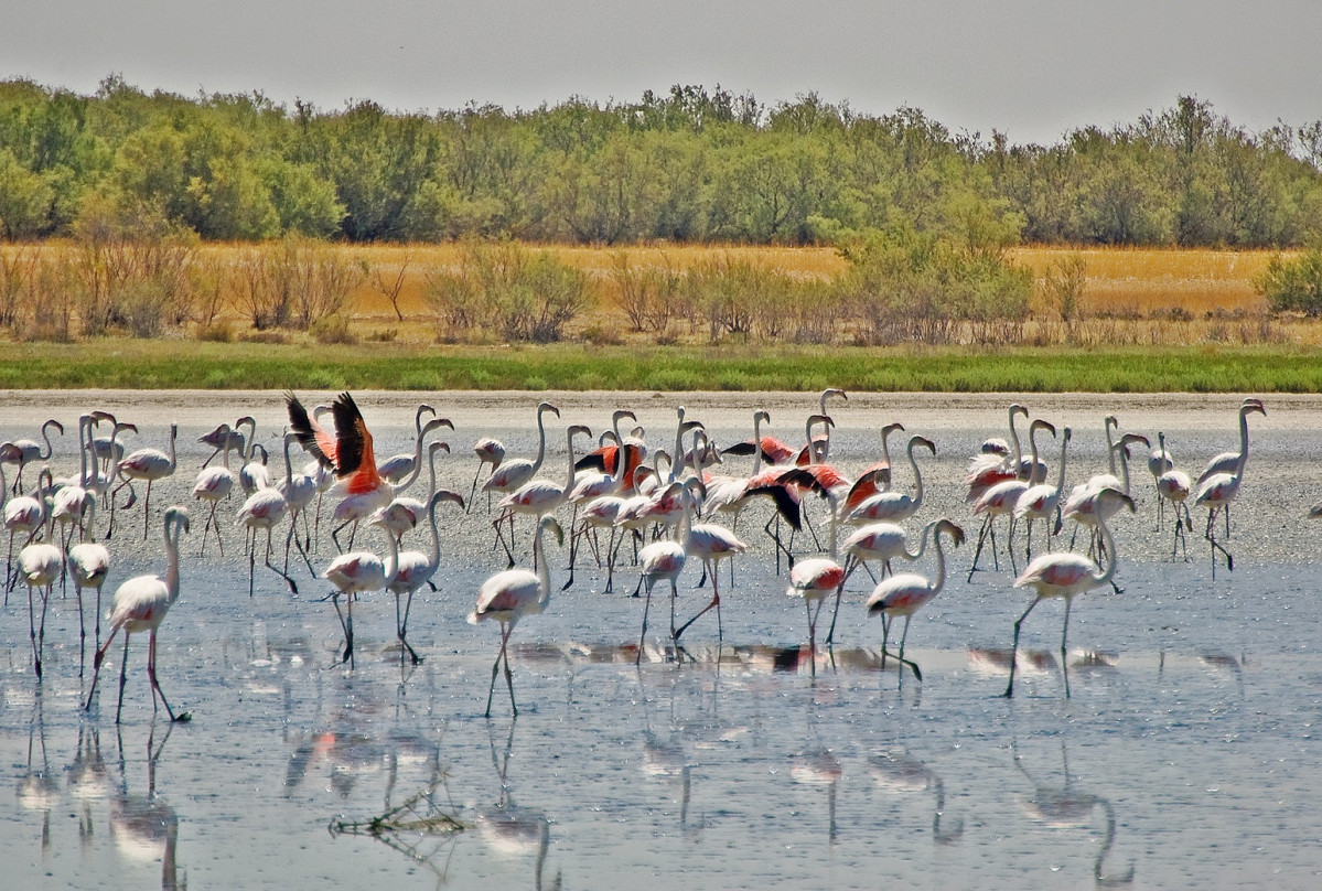 Flamencos en las lagunas Saber Sabor