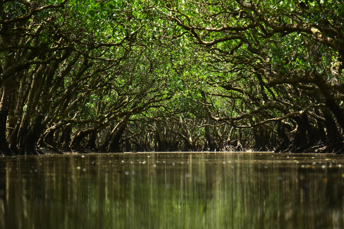 Bosquede manglar en Sumiyo cho, Amami. u00a9OCVB KPVB