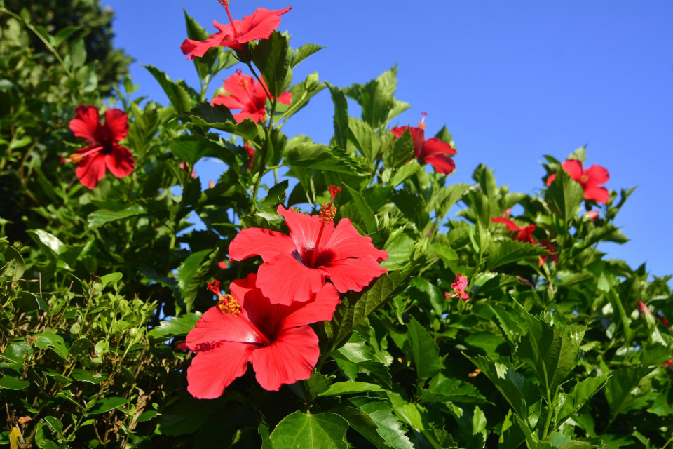 Hibisco ©OCVB KPVB