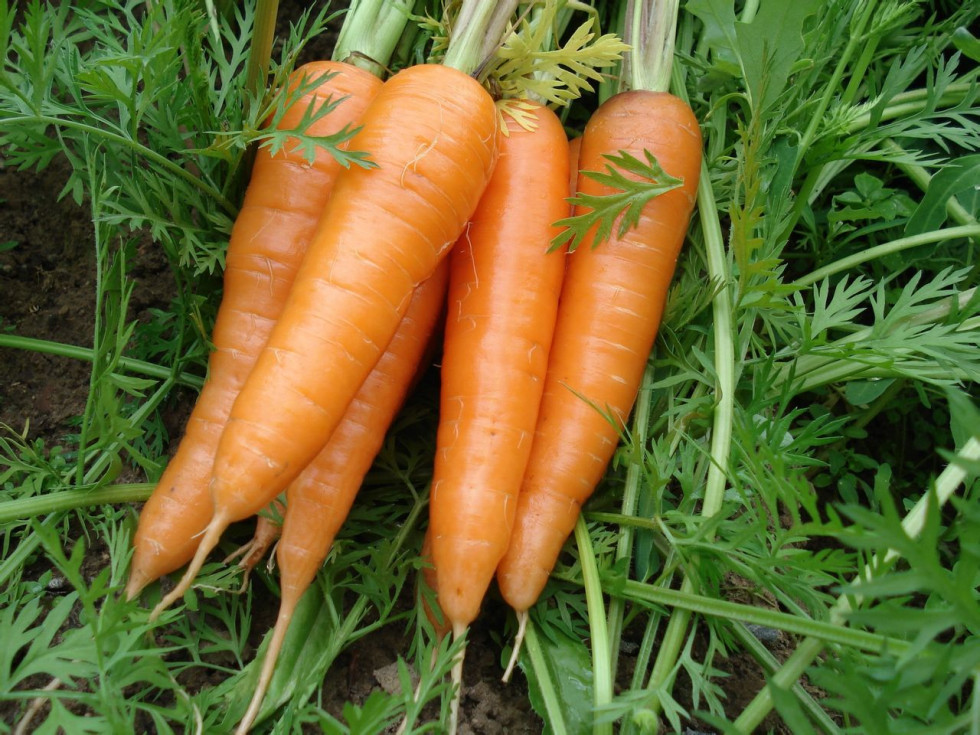 ZANAHORIAS
