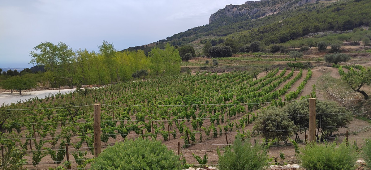 Finca Masos