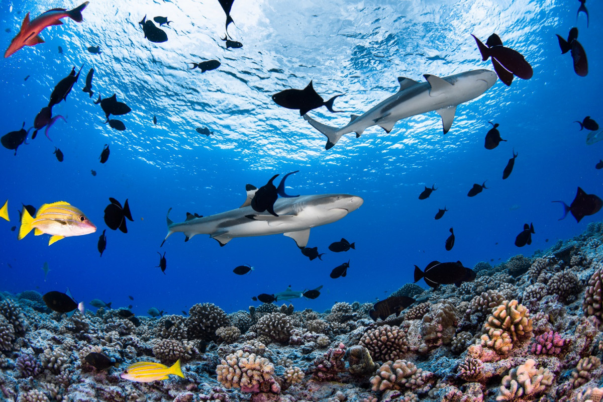 Mar de Tahiti u00a9 Gru00e9gory Lecoeur