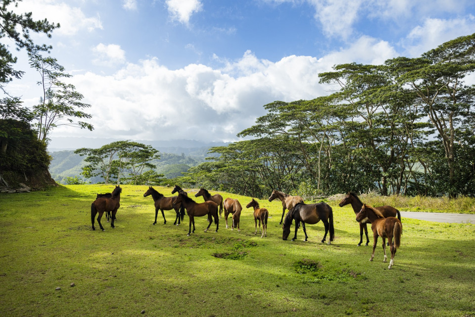 NUKUHIVA, caballos salvajes © Grégoire Le Bacon