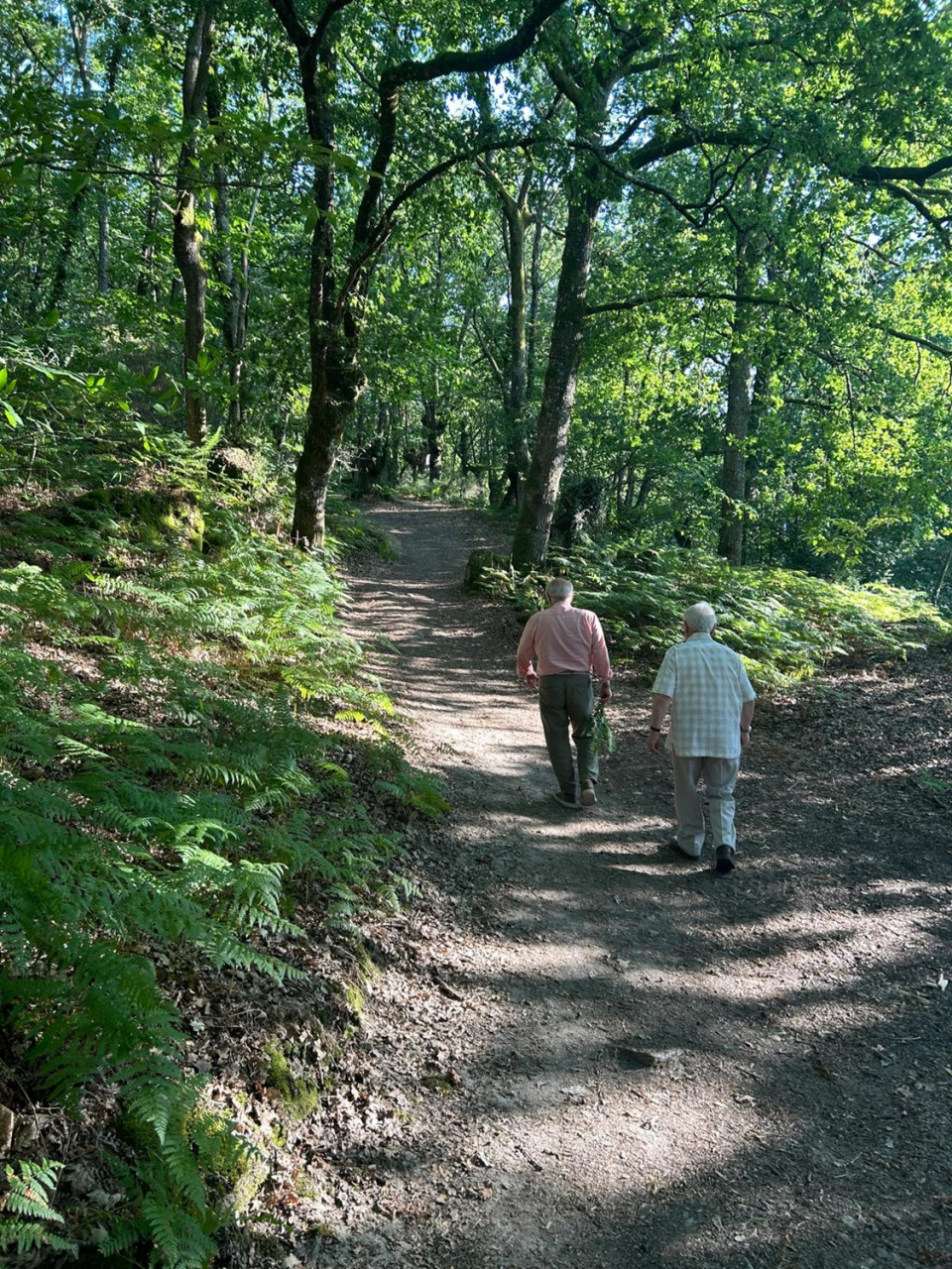 Recorrido por lo Camiño Mozárabe de Santiago, entre carballeiras