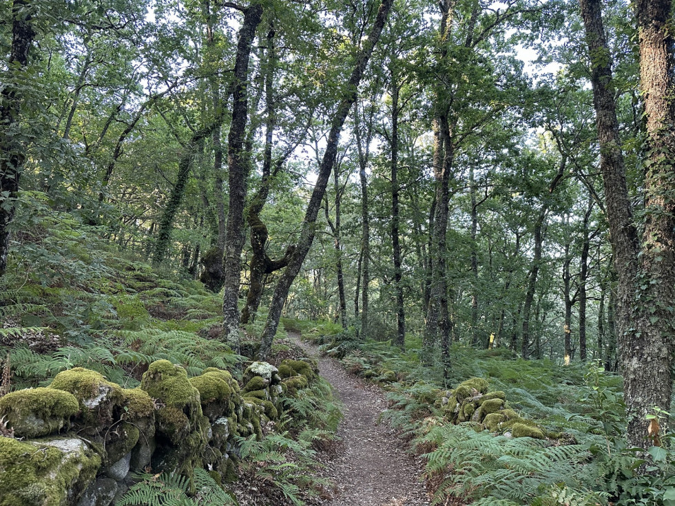 Camiño da Cibdá de Armea, entre carballos