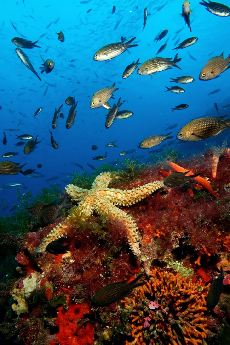 Formentera submarina