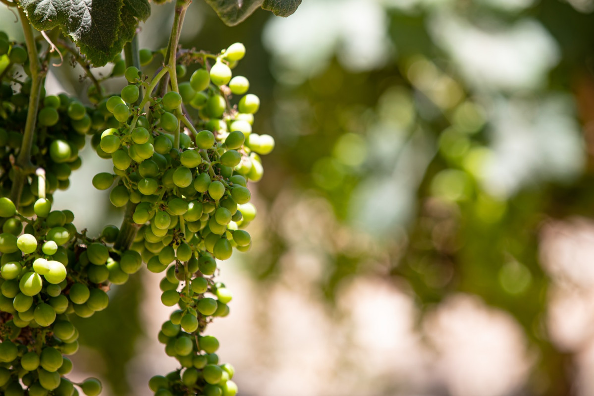 Uva de Pisco