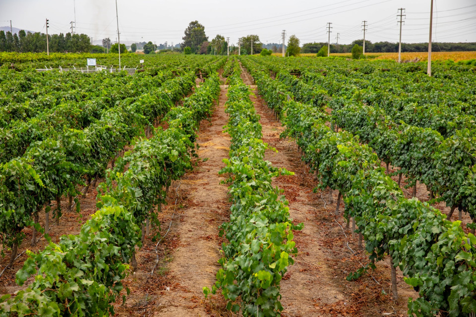 Campos uvas piqueras
