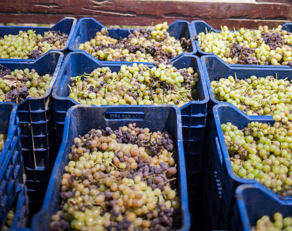 Uvas pisco