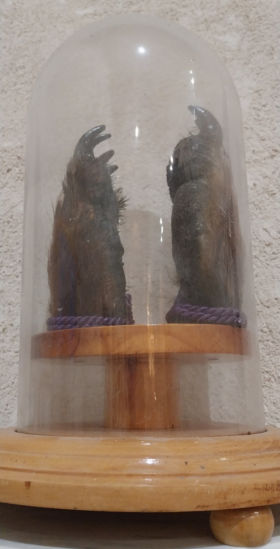 Garras del oso en la ermita de la Virgen de la Adrada