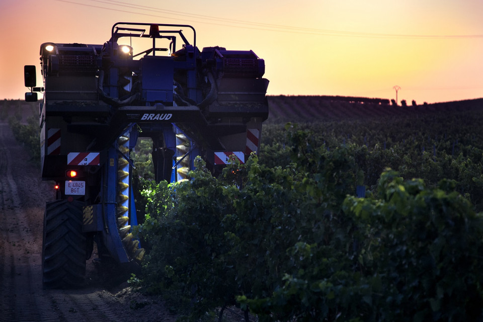 Bodega Cuatro Rayas Vendimia Nocturna Ruta Vino Rueda