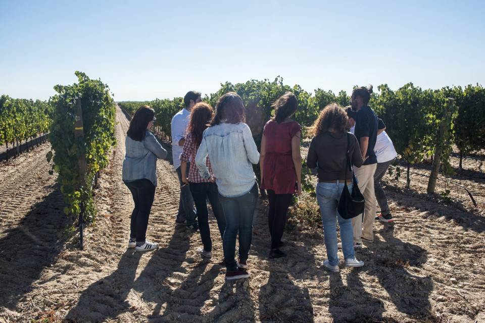 Bodega Pita Vendimia Ruta del Vino de RUEDA