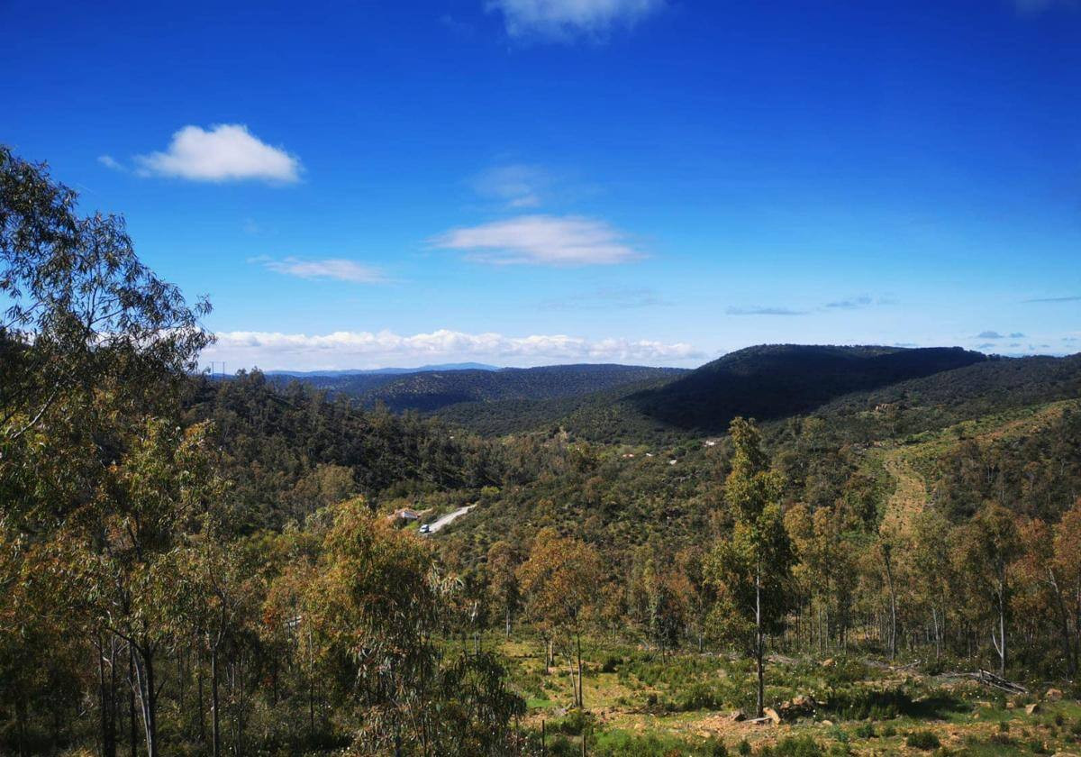 Llerena, la morolla
