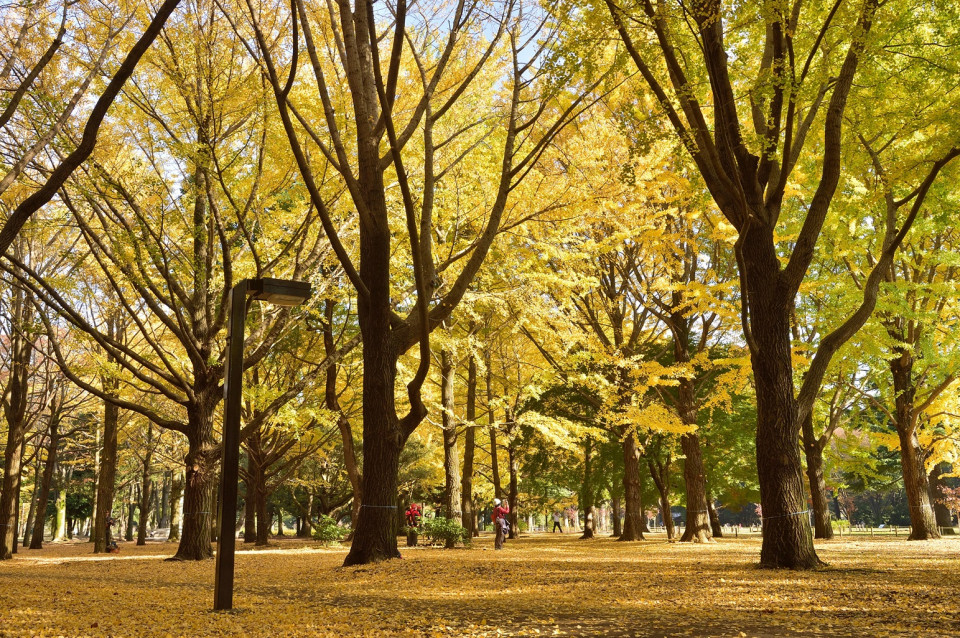 Yoyogi Park, Tokyo