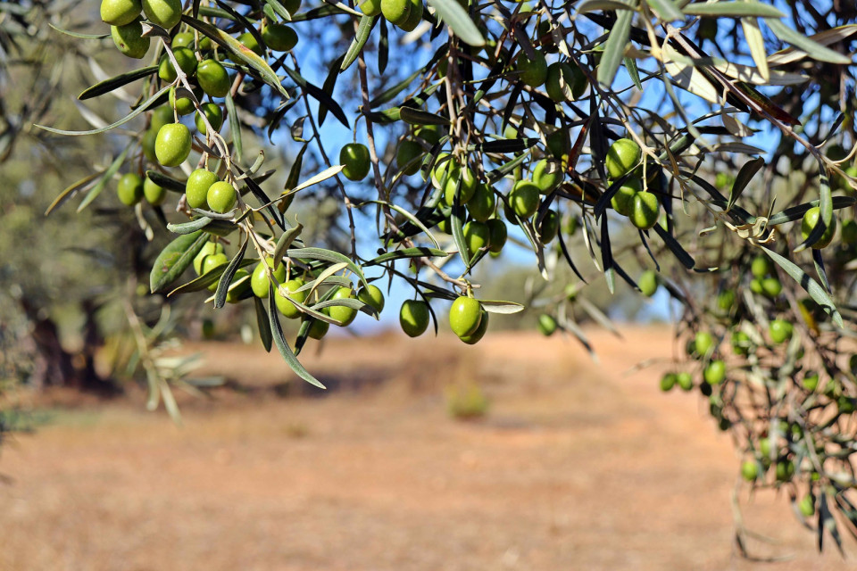 Olivos de Finca la Torre