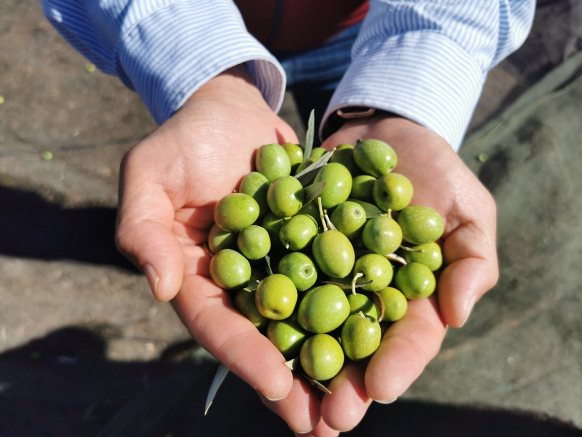 Aceitunas de Finca La Torre