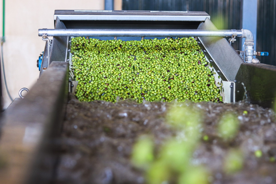 Finca la torre  proceso selección aceituna