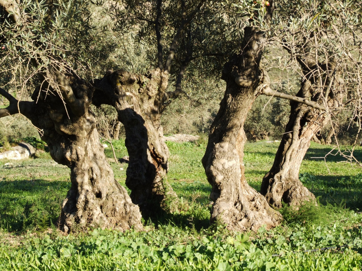 Olivos centenarios en Finca la torre