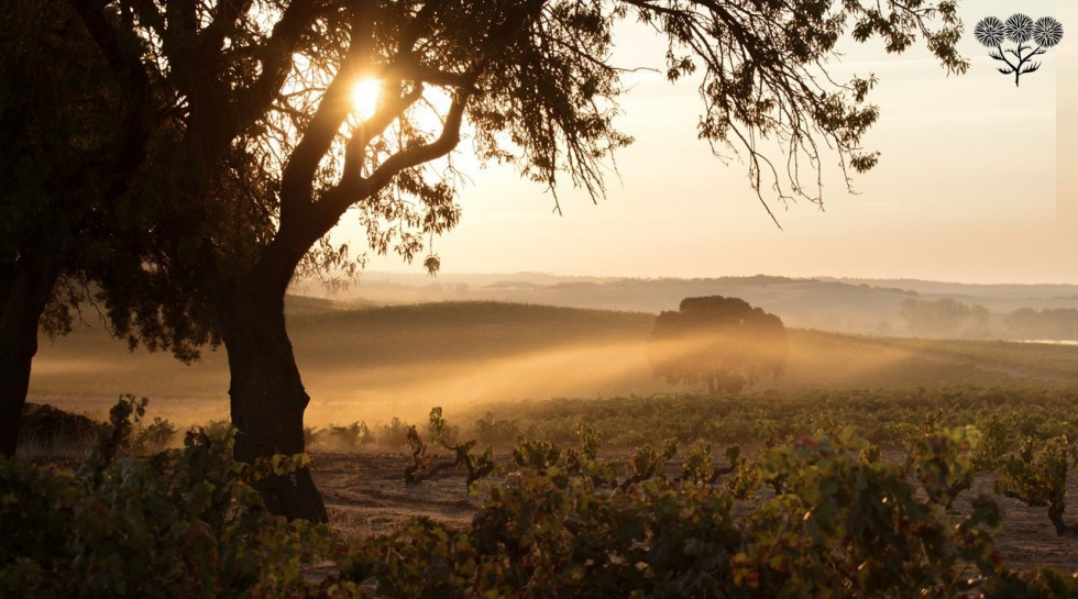 Bodegas LA HORRA Viñedos