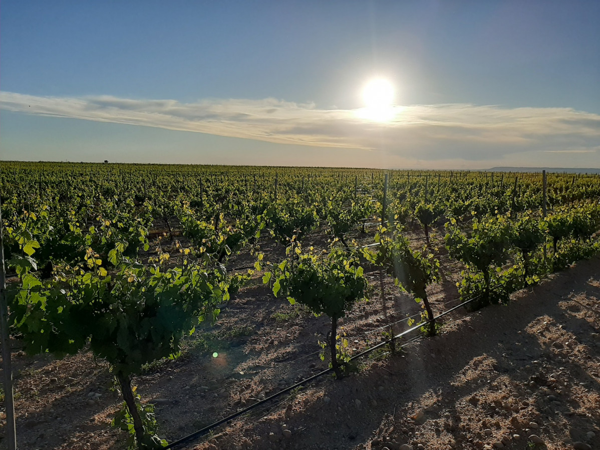 Ruta del Vino de Rueda   viu00f1edo atardecer