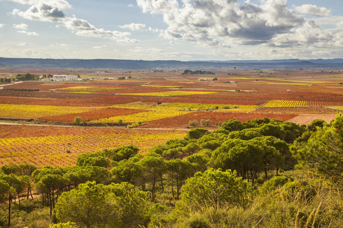 RUTA VINO UTIEL REQUENA. Vinu0303edos otonu0303o